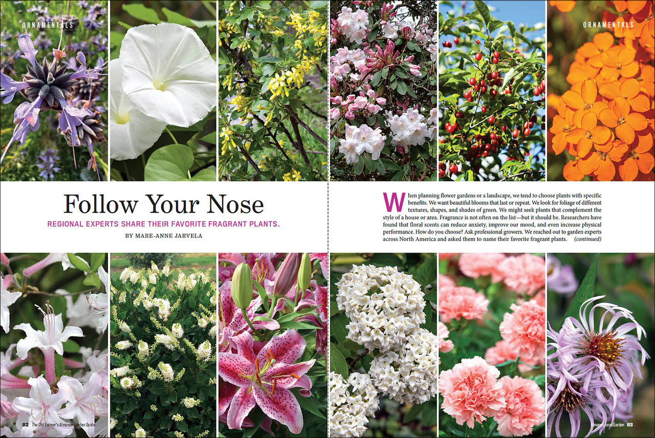 2024 Garden Guide - Online Edition - Image 8