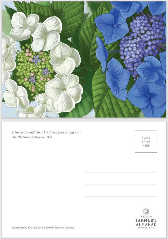 Almanac Postcards 4-Pack - Image 4