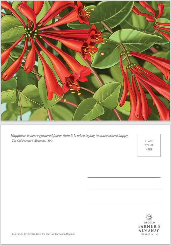 Almanac Postcards 4-Pack - Image 5