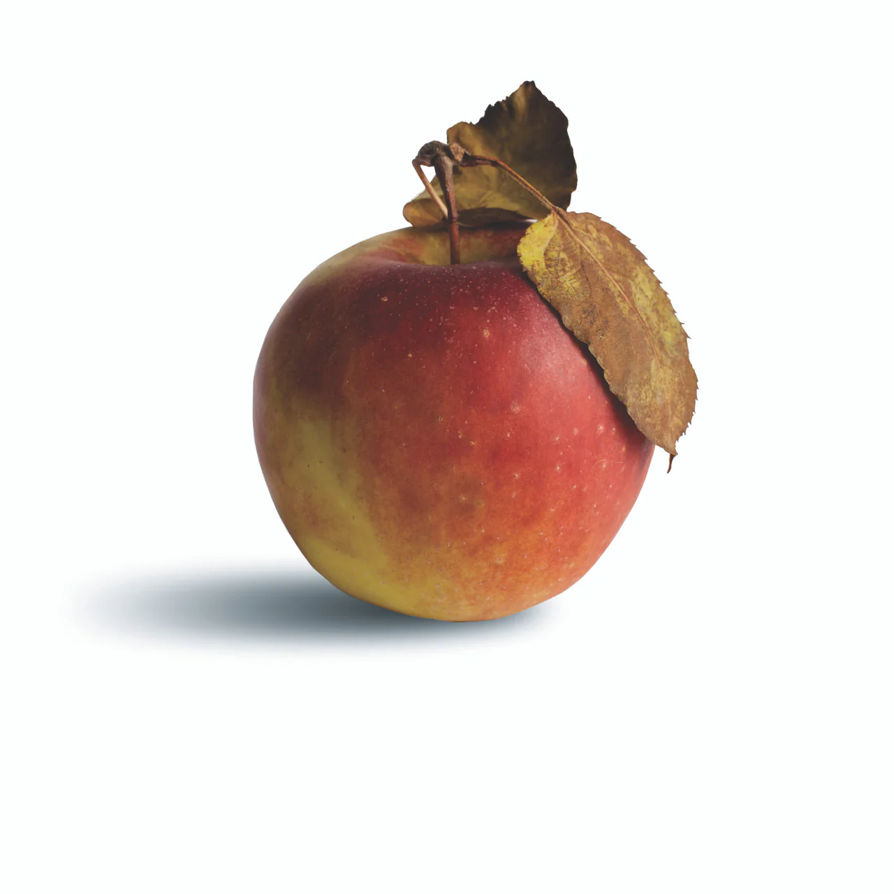 The Apple Lover's Cookbook - Image 9