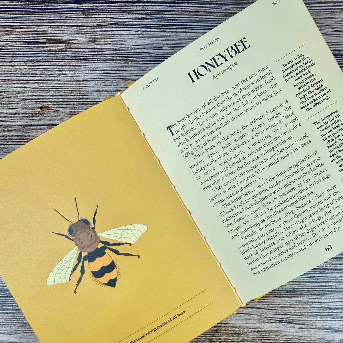 Bees: A Guide for the Curious - Image 2