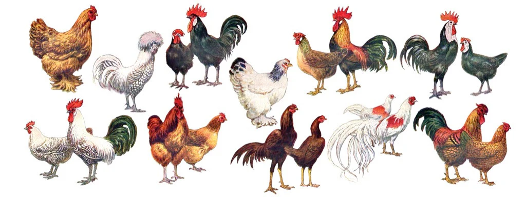 Chickens ~ Poules Large Mug - Image 3