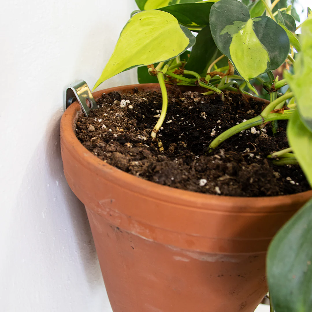 Clippy: The Easy Plant Wall Kit - Image 2