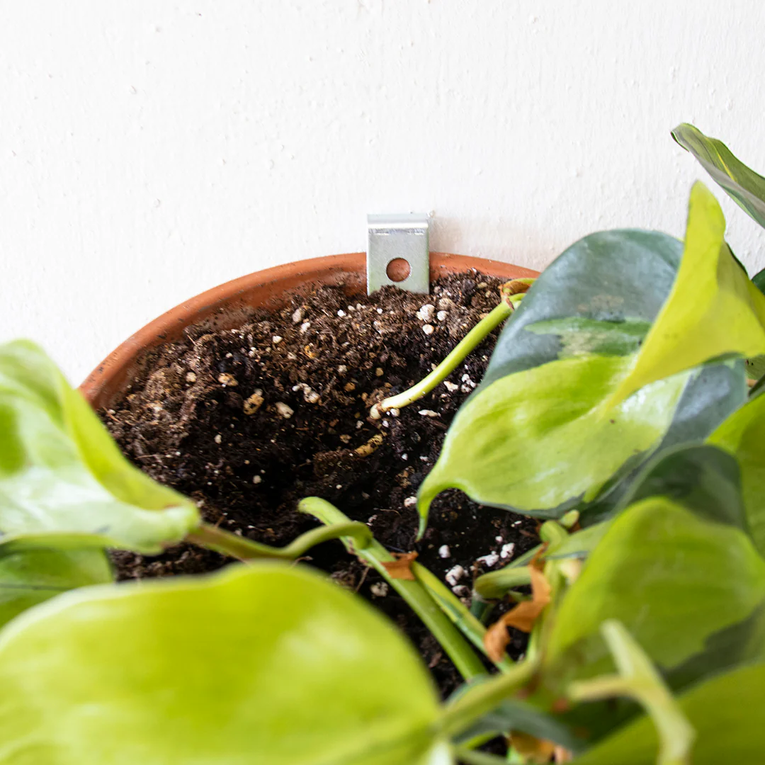 Clippy: The Easy Plant Wall Kit - Image 5