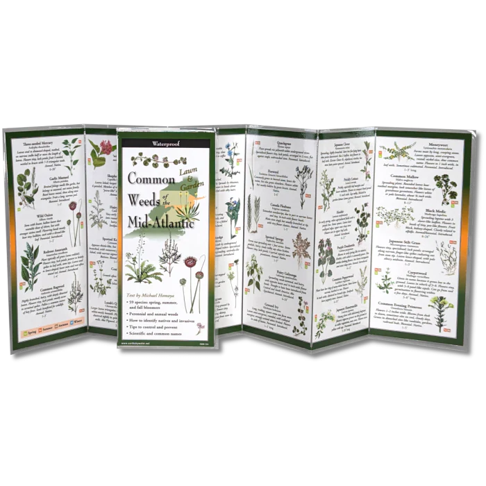 Common Weeds of the Mid-Atlantic, Folding Guide - Image 2