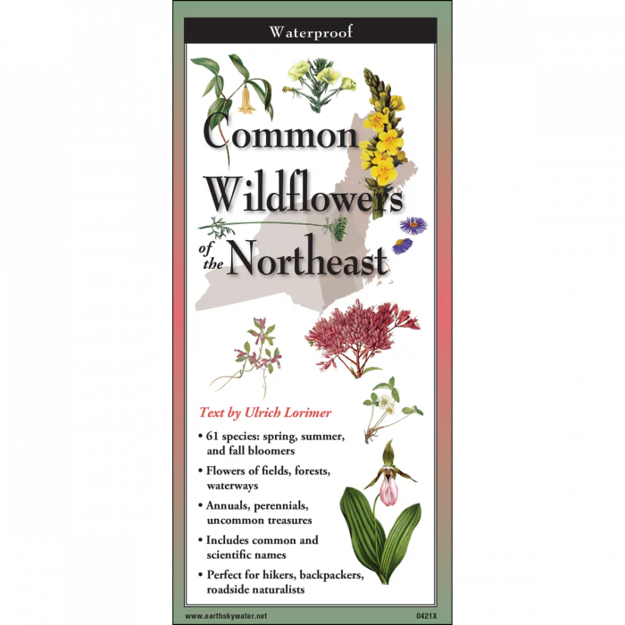 Common Wildflowers of the Northeast, Folding Guide