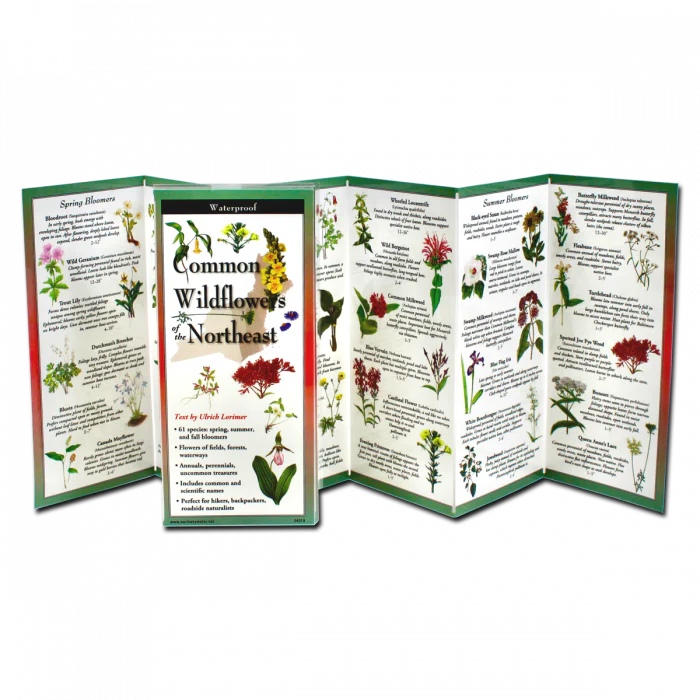 Common Wildflowers of the Northeast, Folding Guide - Image 2