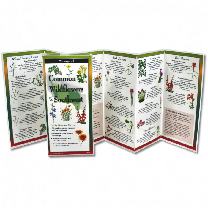Common Wildflowers of the Southwest, Folding Guide - Image 2