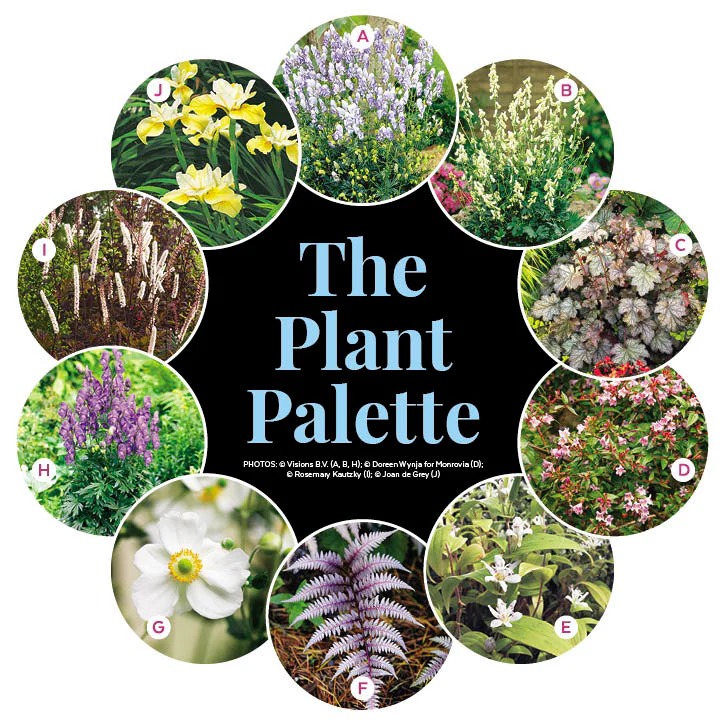 Cool-Toned Part-Shade Garden Border - Image 2
