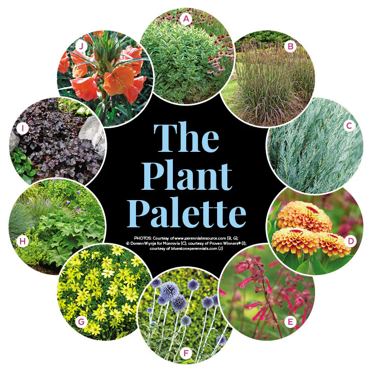 Deer-Resistant Perennial Border Garden Plan - Image 2