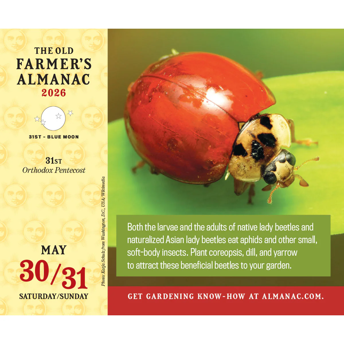 2026 Everyday Desk Calendar - Image 4