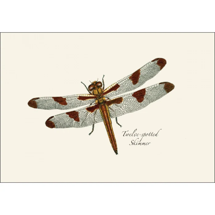 Dragonfly & Damselfly Notecard Assortment - Image 3