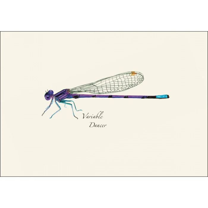 Dragonfly & Damselfly Notecard Assortment - Image 4