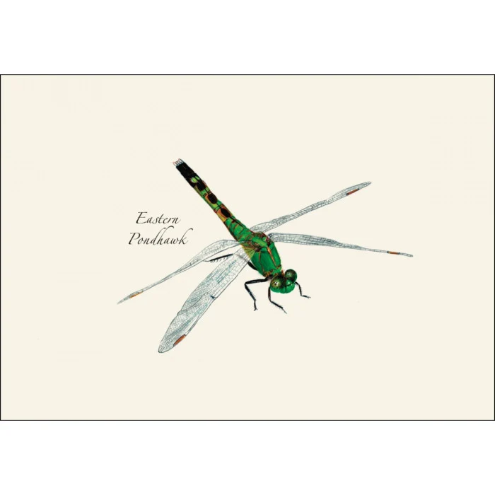 Dragonfly & Damselfly Notecard Assortment - Image 5