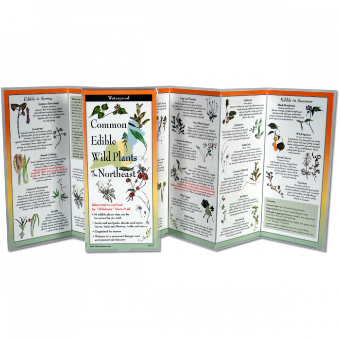 Edible Plants of the Northeast, Folding Guide - Image 2