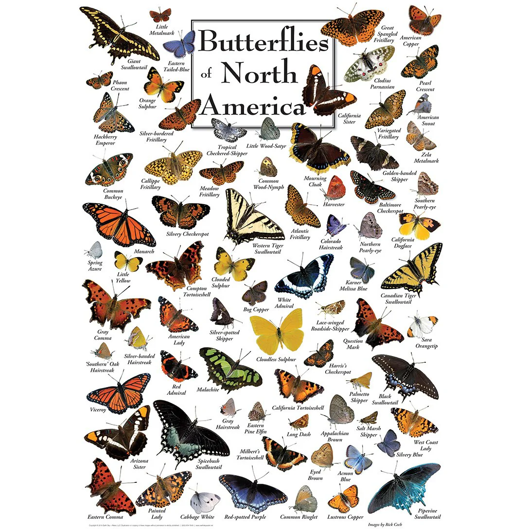 Field Guide - Butterflies of North America 1000pc Puzzle - Image 4