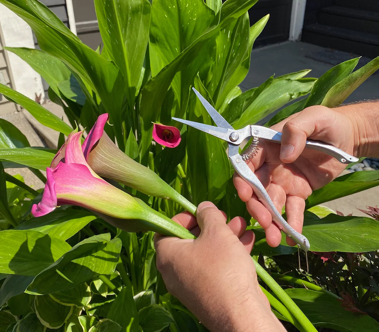Garden Snips - Image 5