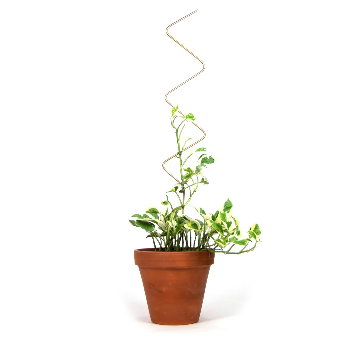 Golden Plant Stake - 4 Styles available - Image 5