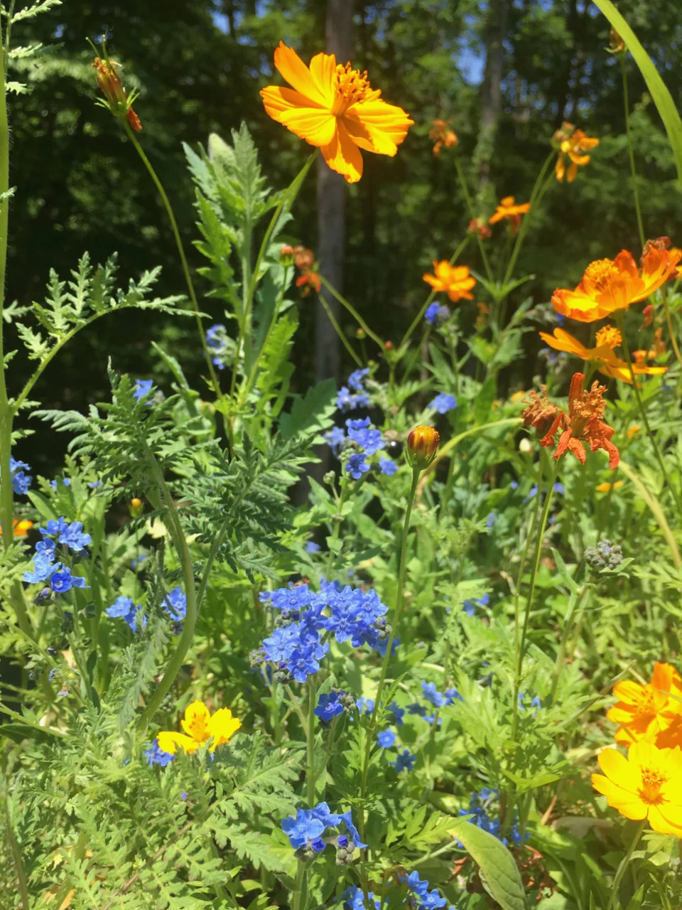 Grow Honey Bee Habitat Garden Kit - Image 3