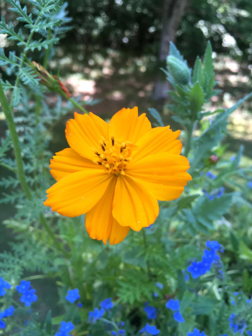 Grow Honey Bee Habitat Garden Kit - Image 4