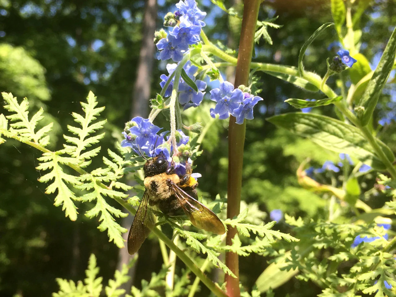 Grow Honey Bee Habitat Garden Kit - Image 5