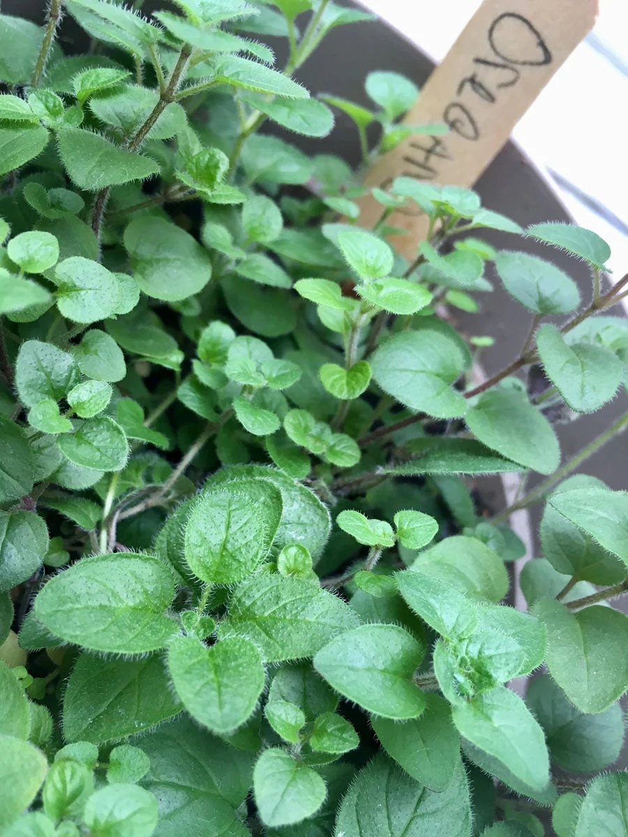 Grow Pizza Garden  Kit - Image 4