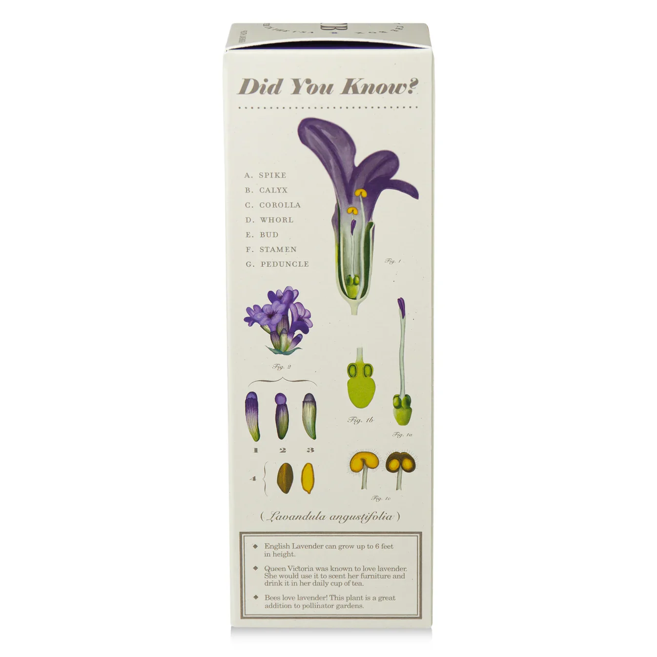 Heath Lavender - Plant the Box Diffuser - 4oz - Image 6