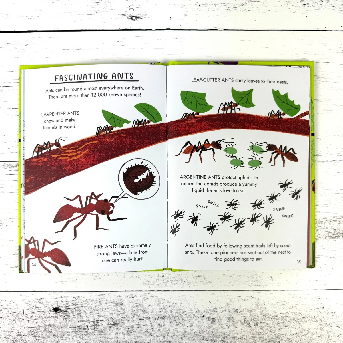 Hello Bugs: A Little Guide to Nature - Image 4