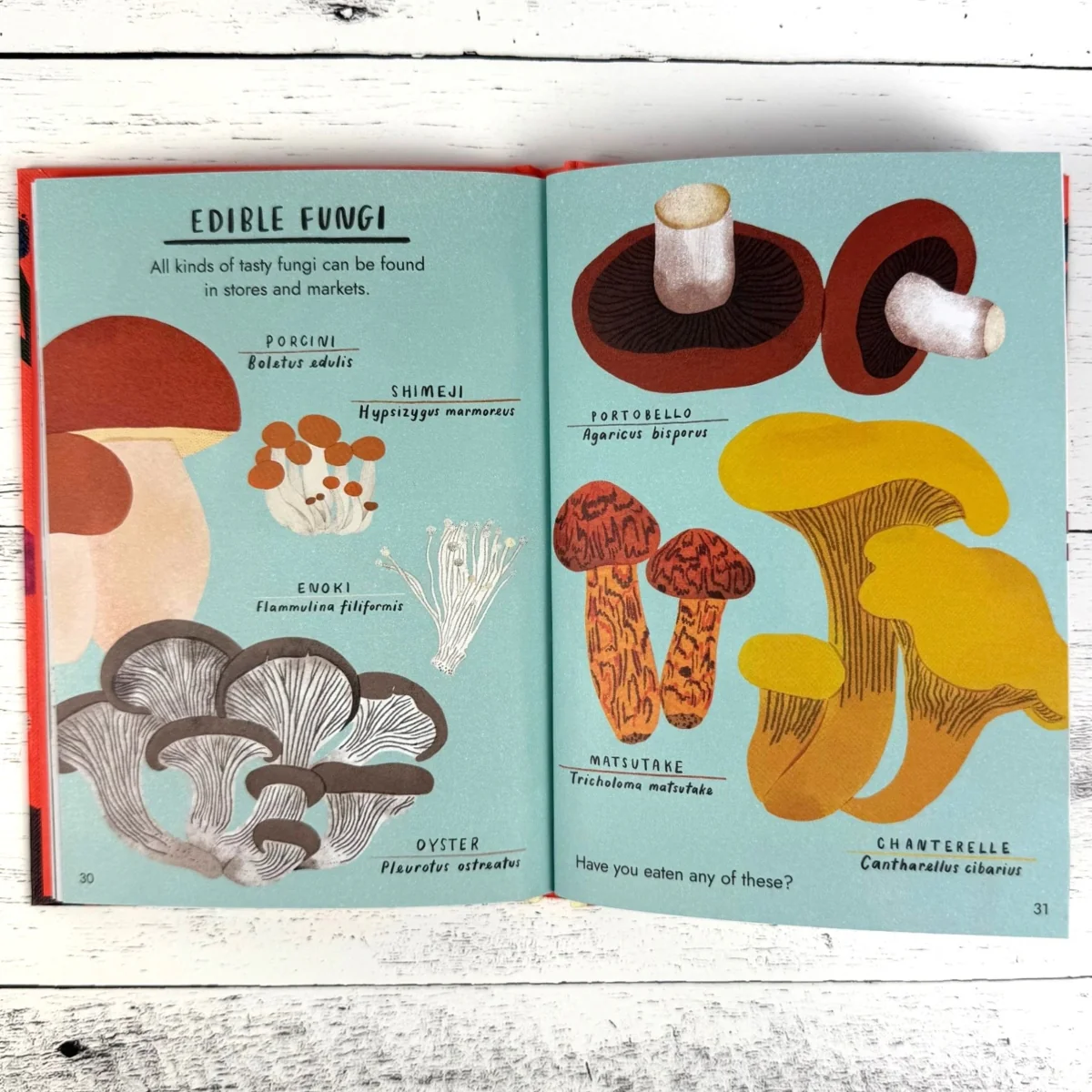 Hello Fungi: A Little Guide to Nature - Image 4