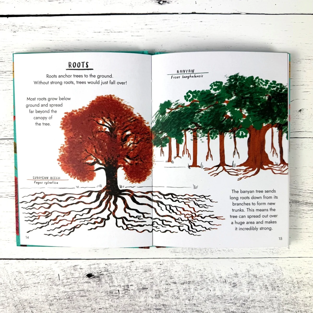 Hello Trees: A Little Guide to Nature - Image 5
