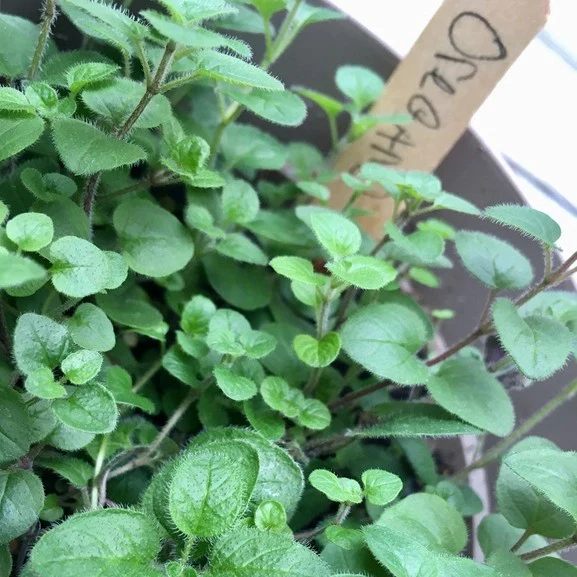 Herb Garden Grow Kit - Image 4