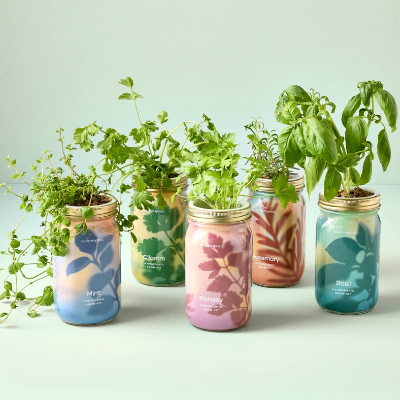 Herb Garden Jar - Basil - Image 6