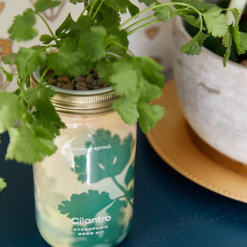 Herb Garden Jar - Cilantro - Image 5