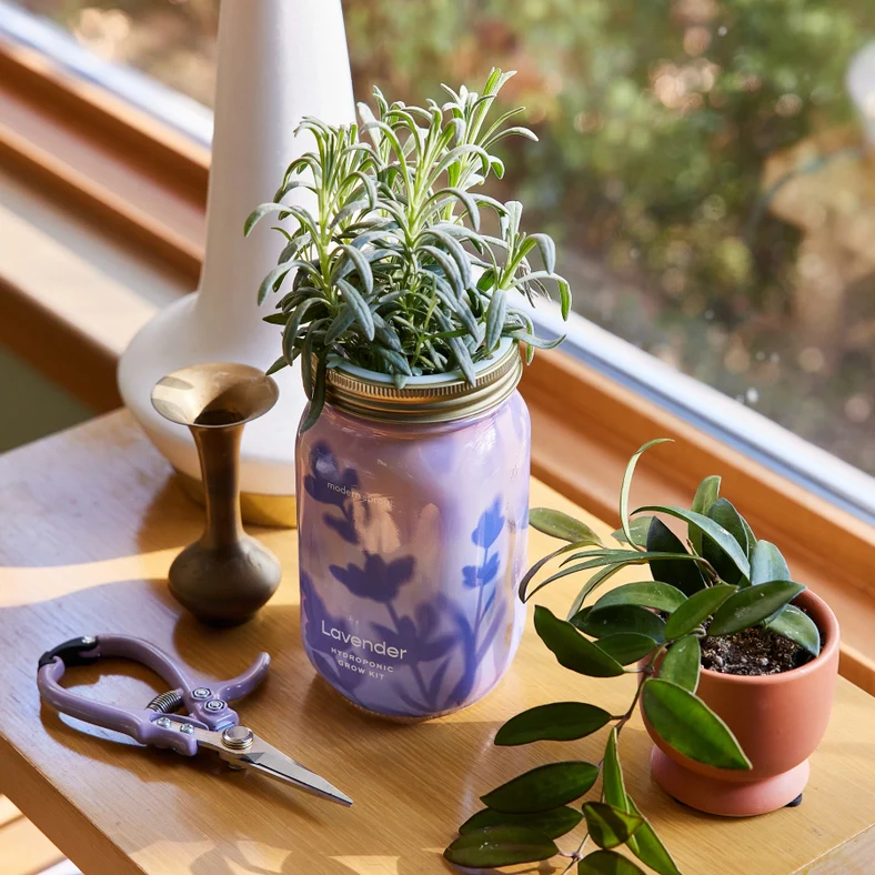 Herb Garden Jar - Lavender - Image 2