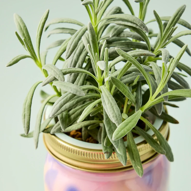 Herb Garden Jar - Lavender - Image 4