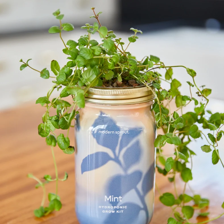 Herb Garden Jar - Mint - Image 6