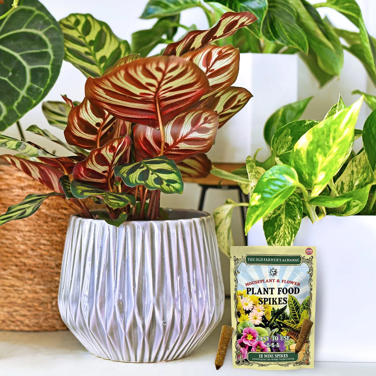The Old Farmer's Almanac Houseplant & Flower 5-5-5 Plant Food Spikes (12 Mini Spikes) - Image 4