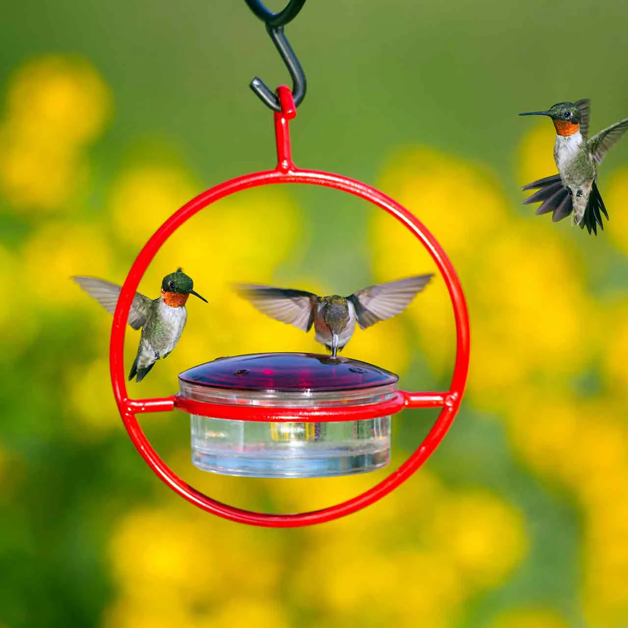 Hummble Bold Hummingbird Feeder - 3 colors - Image 10