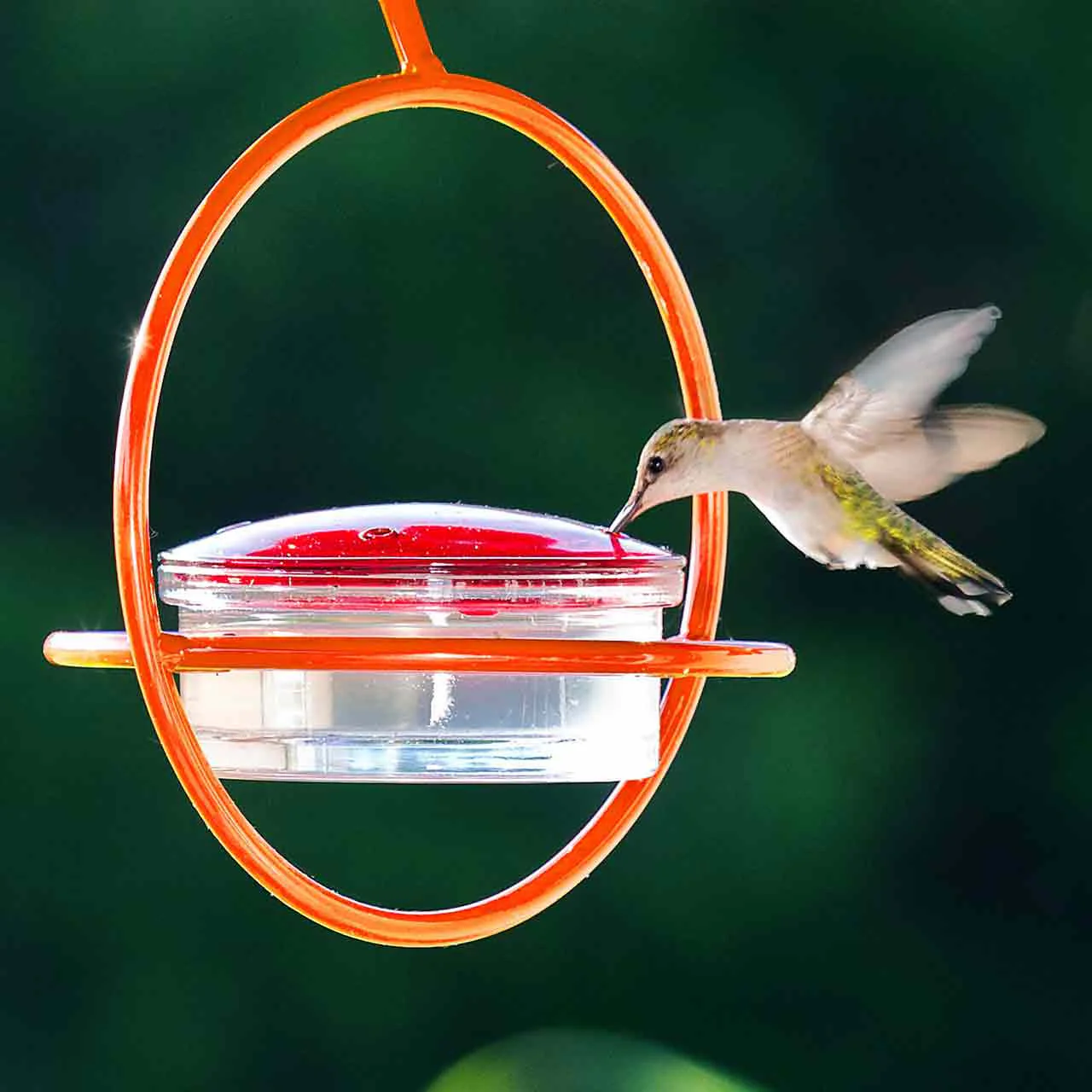 Hummble Bold Hummingbird Feeder - 3 colors - Image 6