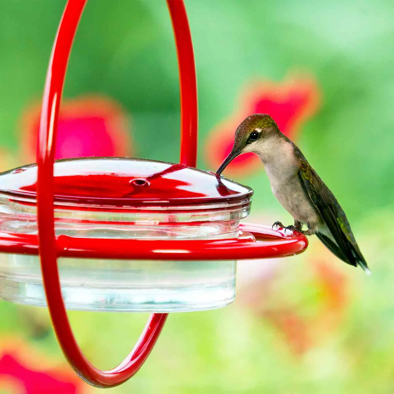 Hummble Bold Hummingbird Feeder - 3 colors - Image 8