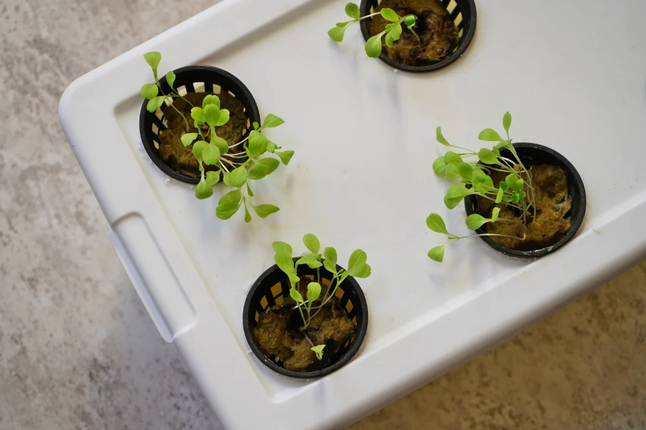 Hydroponics Gardening 101 Webinar  Recording - Image 3