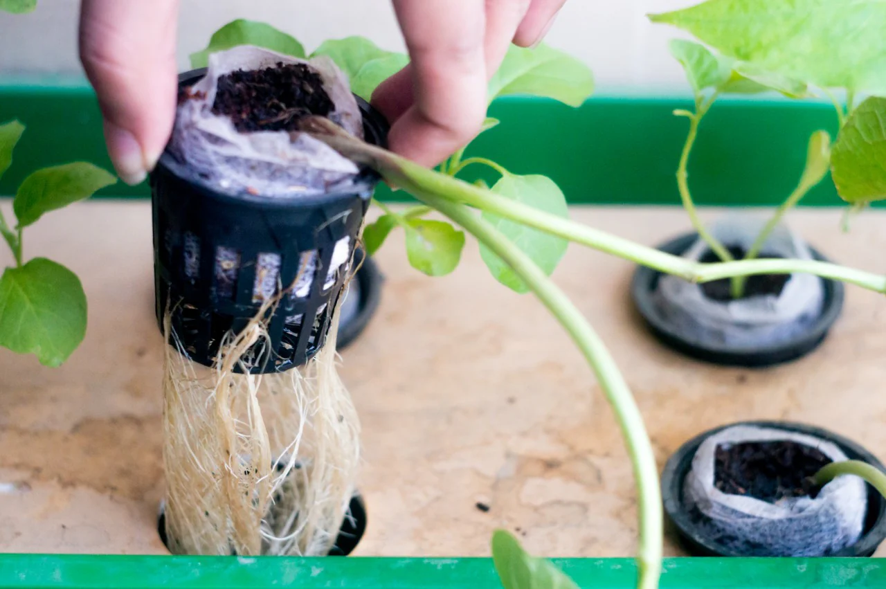 Hydroponics Gardening 101 Webinar  Recording - Image 4
