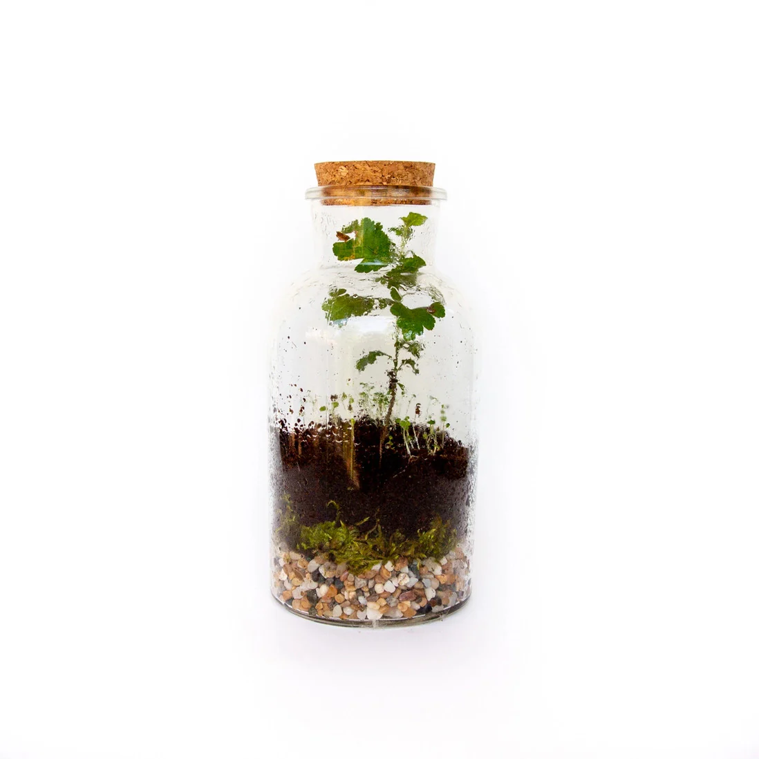 Jar Terrarium with Soil and Moss Garden Crafts Kit - Image 4