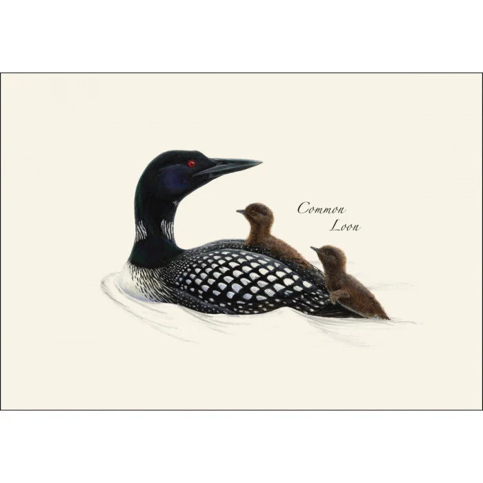 Loon Notecard Assortment - Image 3
