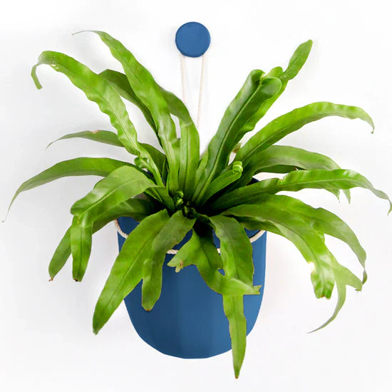 Loop Hanging Planter - 4 colors available - Image 5