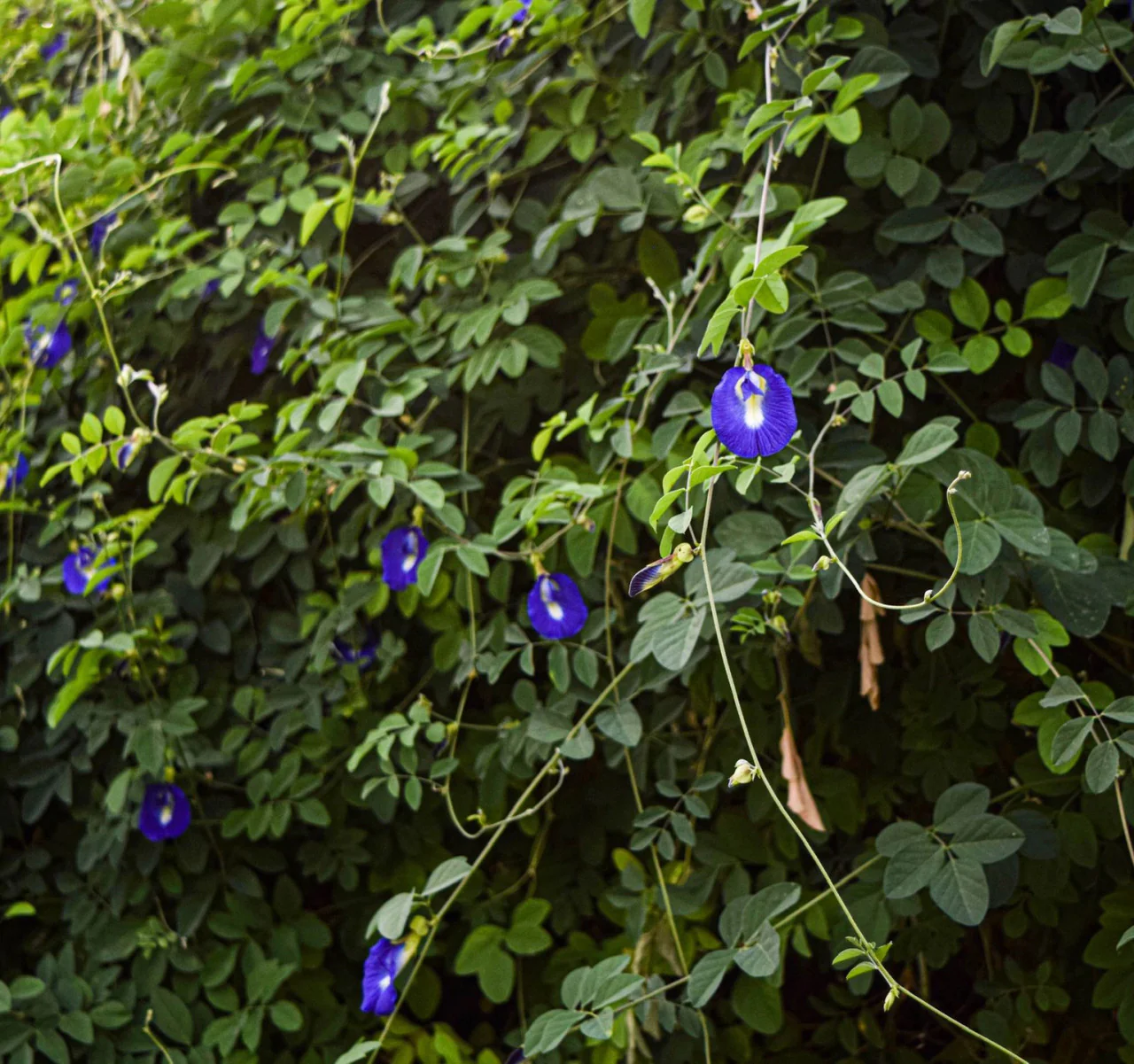 Mariposa Tea - Butterfly Pea Flowers & Lemongrass Tisane - Image 5