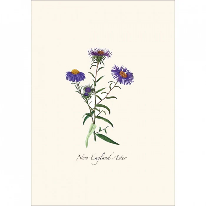 Meadow Wildflower Notecard Assortment - Image 3