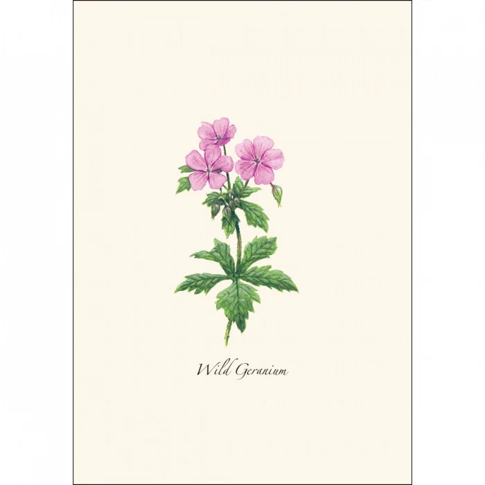 Meadow Wildflower Notecard Assortment - Image 4