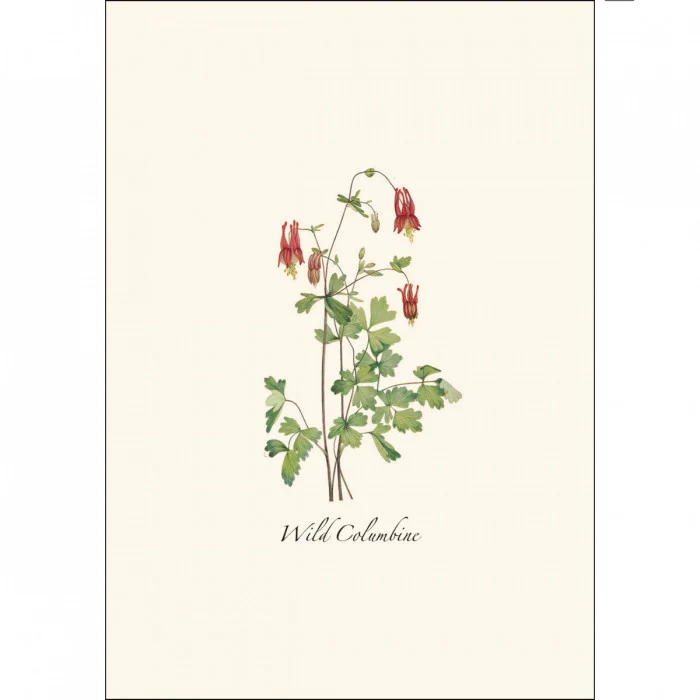 Meadow Wildflower Notecard Assortment - Image 5