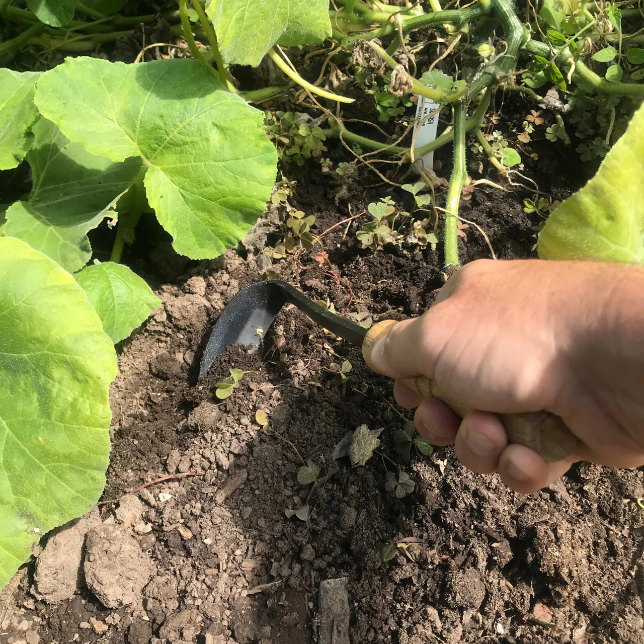 Mini Sickle Hoe - Image 4